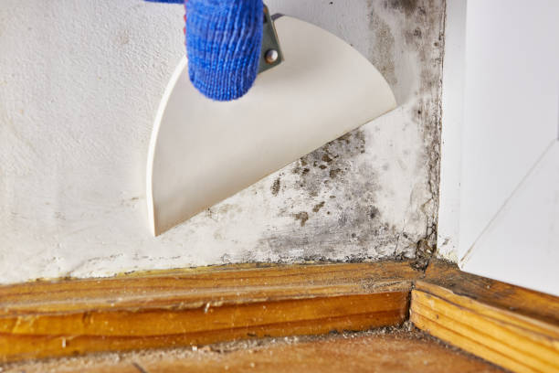Best Real Estate Mold Inspection  in Arkansas City, KS