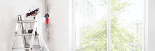 Best Mold Damage Restoration  in Arkansas City, KS
